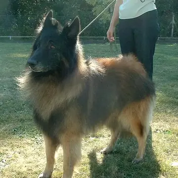 Adult Belgian Tervuren standing in profile indoors.