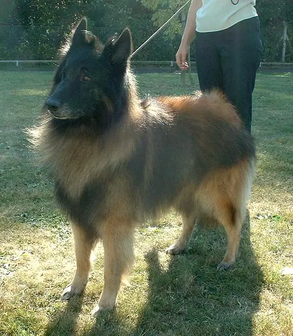 Adult Belgian Tervuren standing in profile indoors.