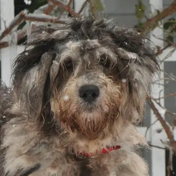 Adult Bergamasco Sheepdog in a close-up.