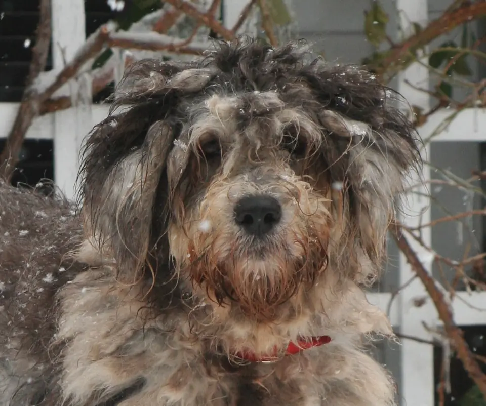 Adult Bergamasco Sheepdog in a close-up.