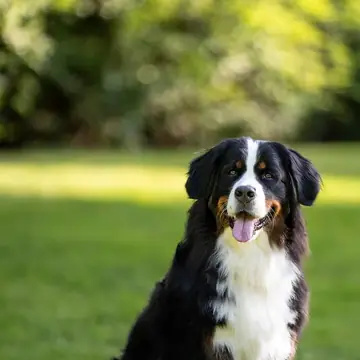 Adult Bernese Mountain Dog standing in snow.