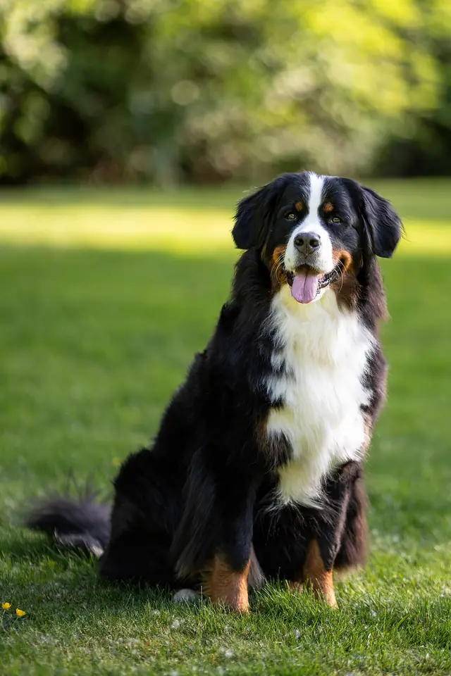 Adult Bernese Mountain Dog standing in snow.