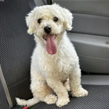 Adult Bichon Frise standing on a wood floor.