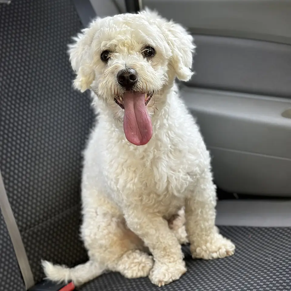 Adult Bichon Frise standing on a wood floor.