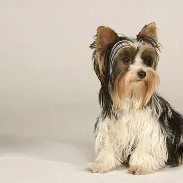 Adult Biewer Terrier standing on a light floor.