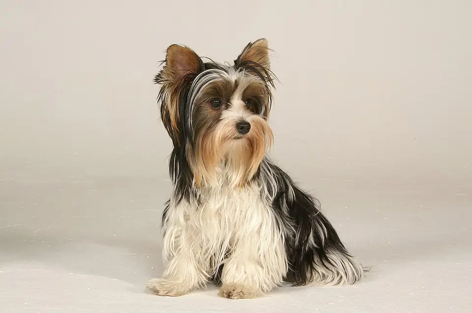 Adult Biewer Terrier standing on a light floor.