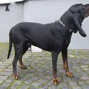 Adult Black and Tan Coonhound standing on grass.