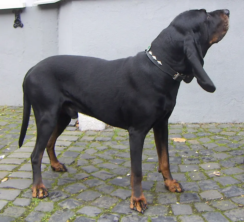 Adult Black and Tan Coonhound standing on grass.