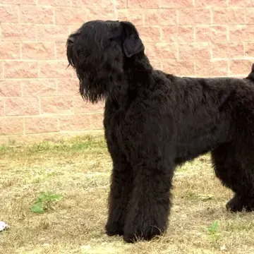 Adult Black Russian Terrier standing in profile on a light floor.