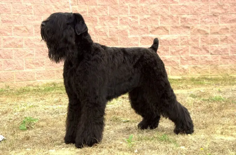 Adult Black Russian Terrier standing in profile on a light floor.
