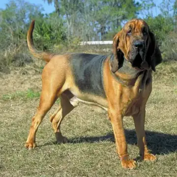 Adult Bloodhound standing in profile on a light floor.