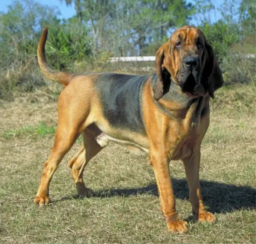 Adult Bloodhound standing in profile on a light floor.