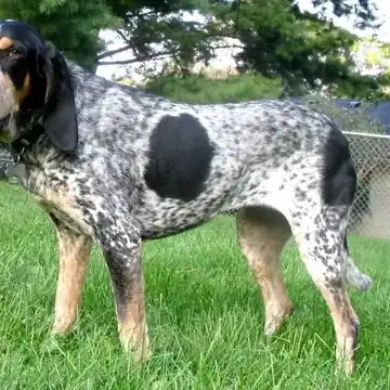 Adult Bluetick Coonhound standing on a dirt path.