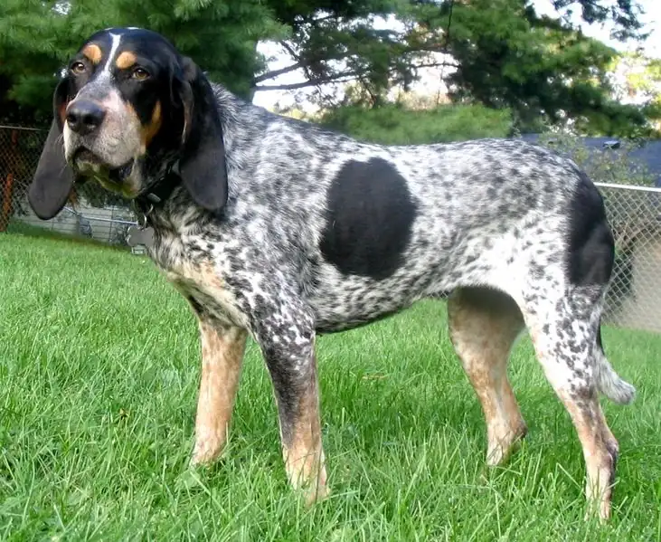 Adult Bluetick Coonhound standing on a dirt path.
