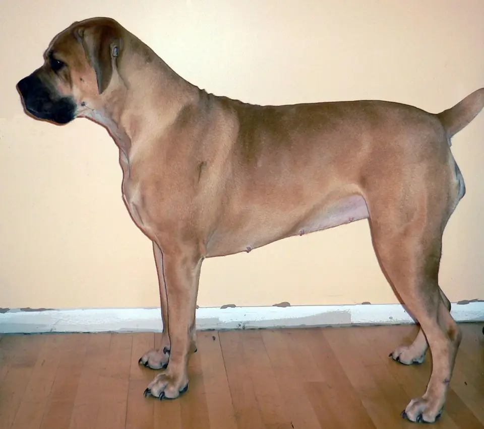 Adult Boerboel standing on grass.
