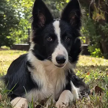 Adult Border Collie standing in grass.