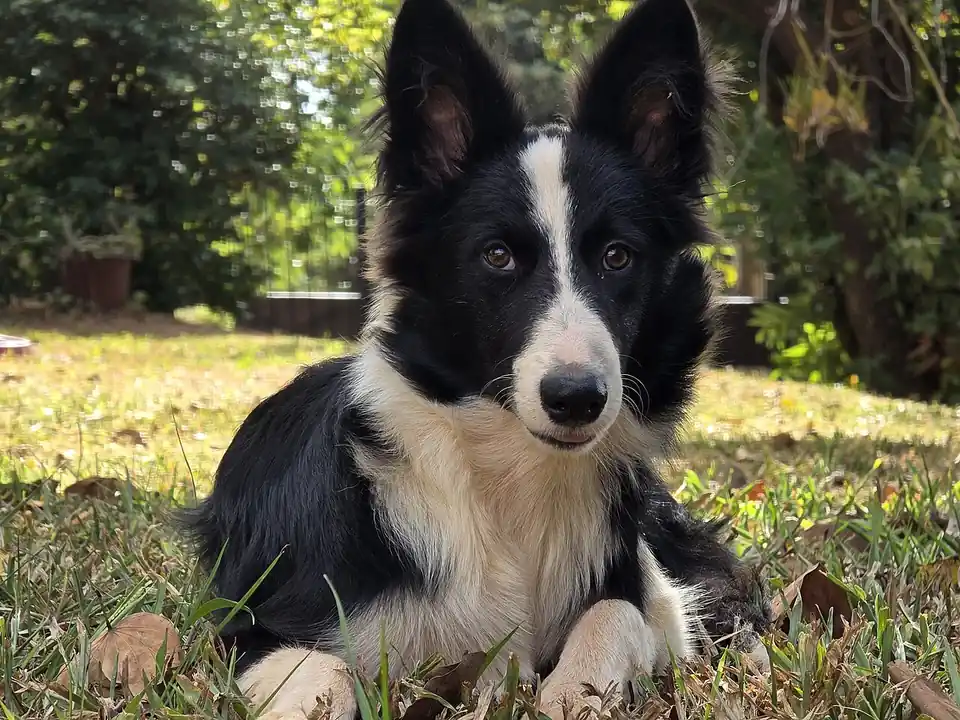 Adult Border Collie standing in grass.