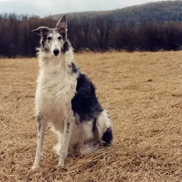 Adult Borzoi standing in profile on a light floor.