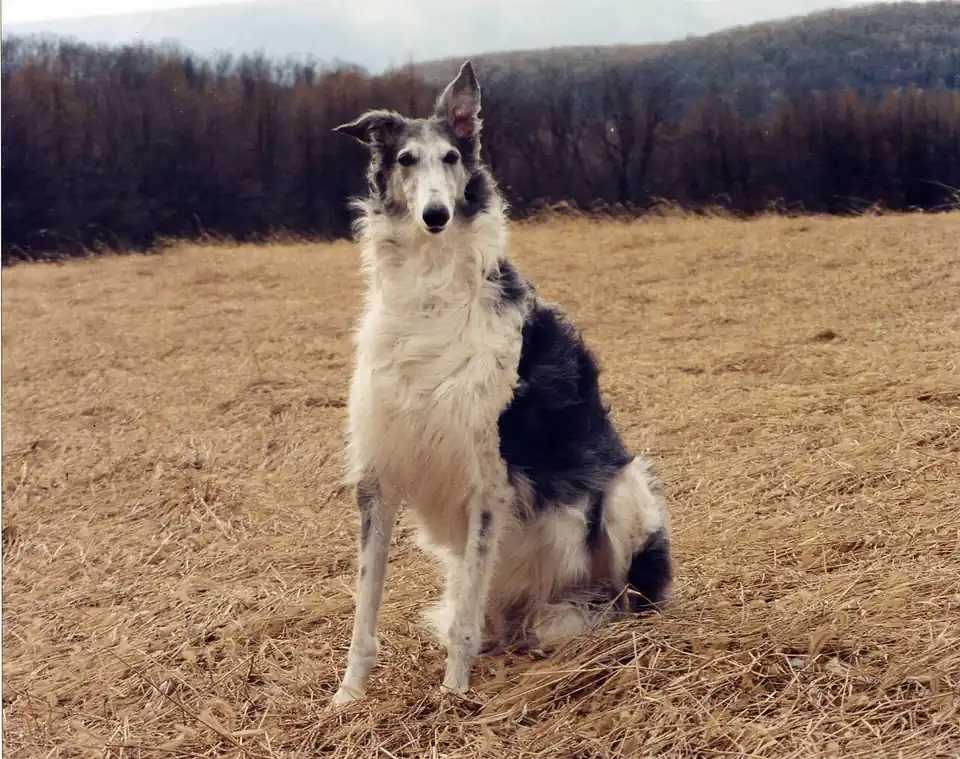 Adult Borzoi standing in profile on a light floor.