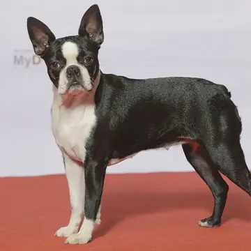 Adult Boston Terrier standing on a wood floor.