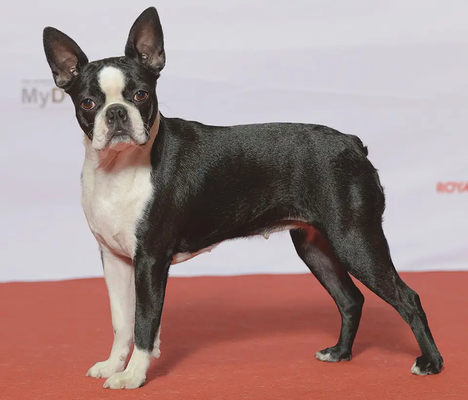 Adult Boston Terrier standing on a wood floor.