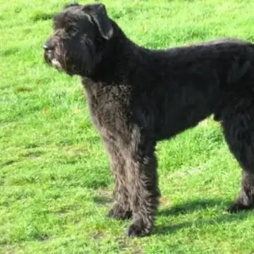 Adult Bouvier des Flandres in a close-up outdoors.