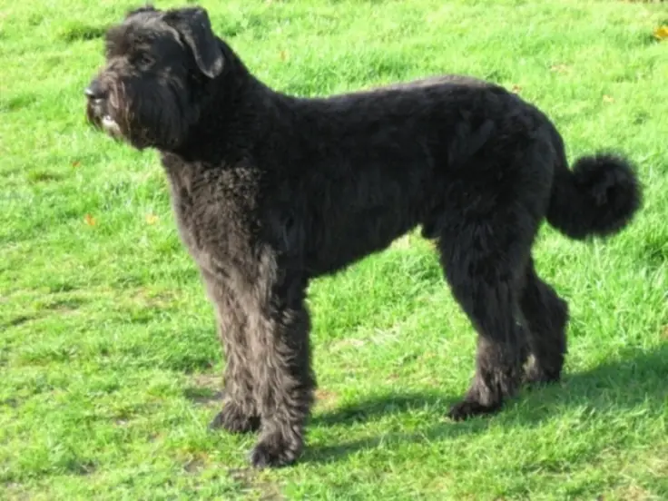 Adult Bouvier des Flandres in a close-up outdoors.