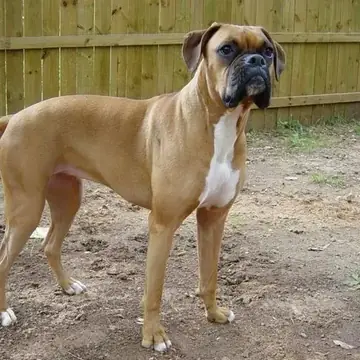 Adult Boxer standing in profile on a light floor.