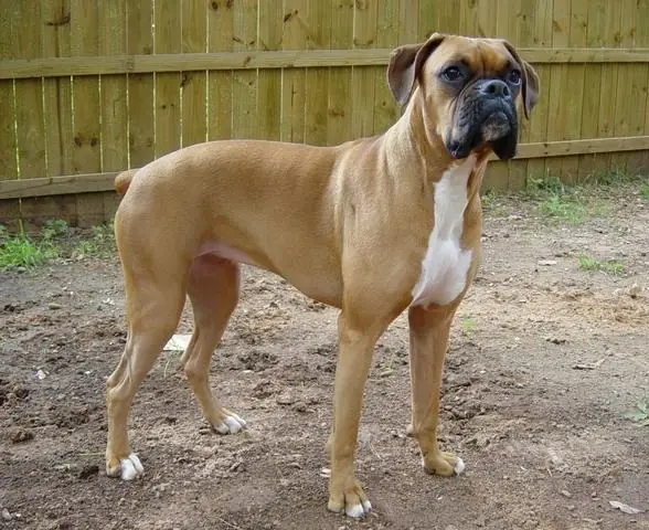 Adult Boxer standing in profile on a light floor.