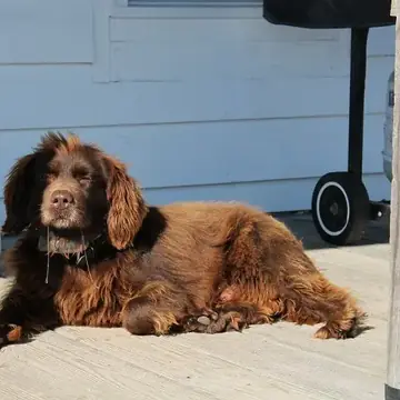 Adult Boykin Spaniel standing on rocky ground.