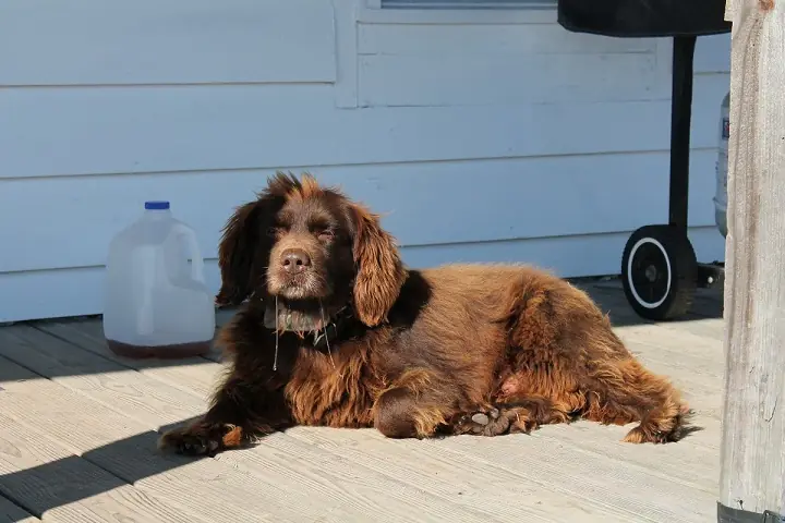 Adult Boykin Spaniel standing on rocky ground.