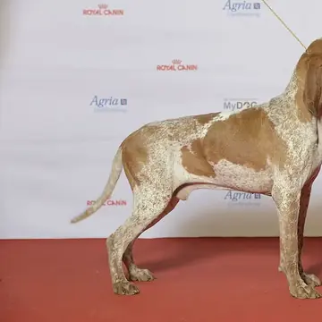Adult Bracco Italiano standing in profile on a light floor.