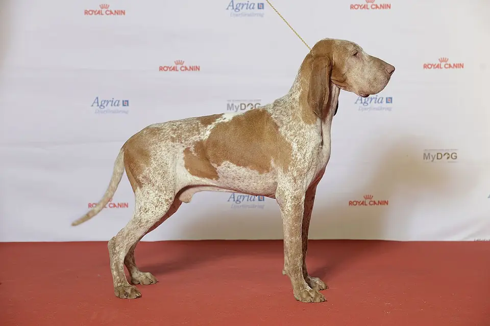 Adult Bracco Italiano standing in profile on a light floor.