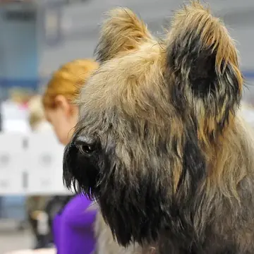 Adult Briard in a close-up.