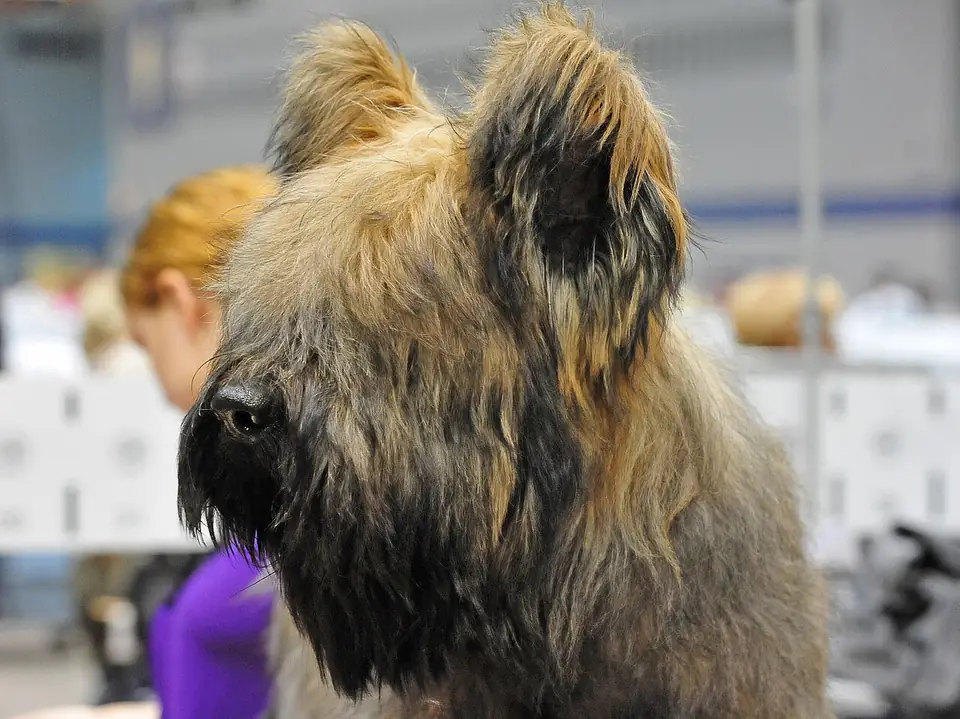Adult Briard in a close-up.
