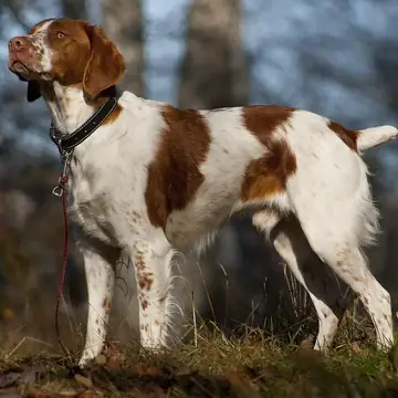 Adult Brittany standing in grass.