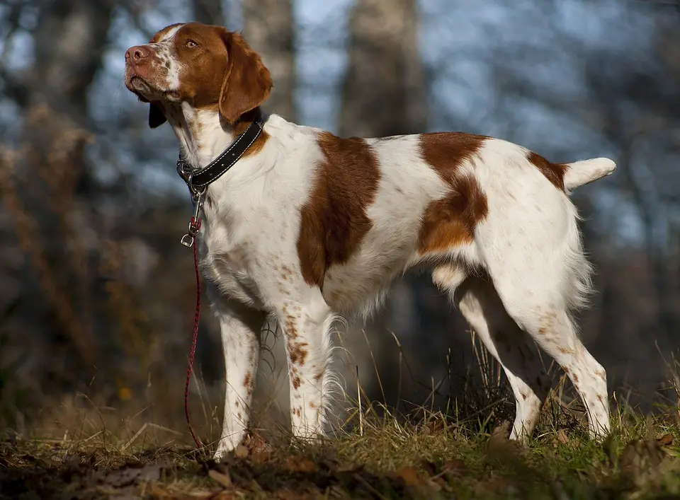 Adult Brittany standing in grass.