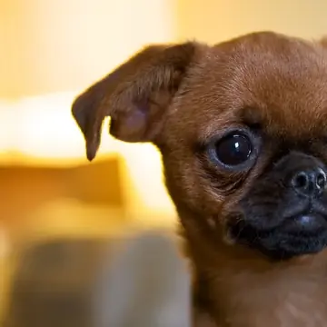 Brussels Griffon in a close-up of the face.