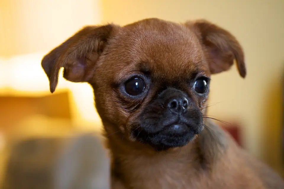 Brussels Griffon in a close-up of the face.