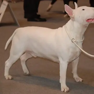 Adult Bull Terrier standing on a light floor.