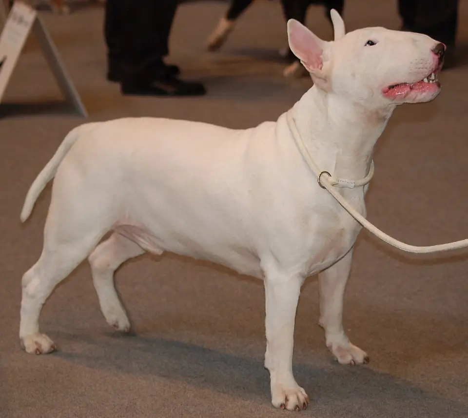 Adult Bull Terrier standing on a light floor.