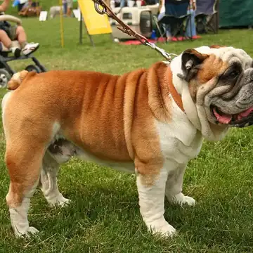 Adult Bulldog standing on grass.