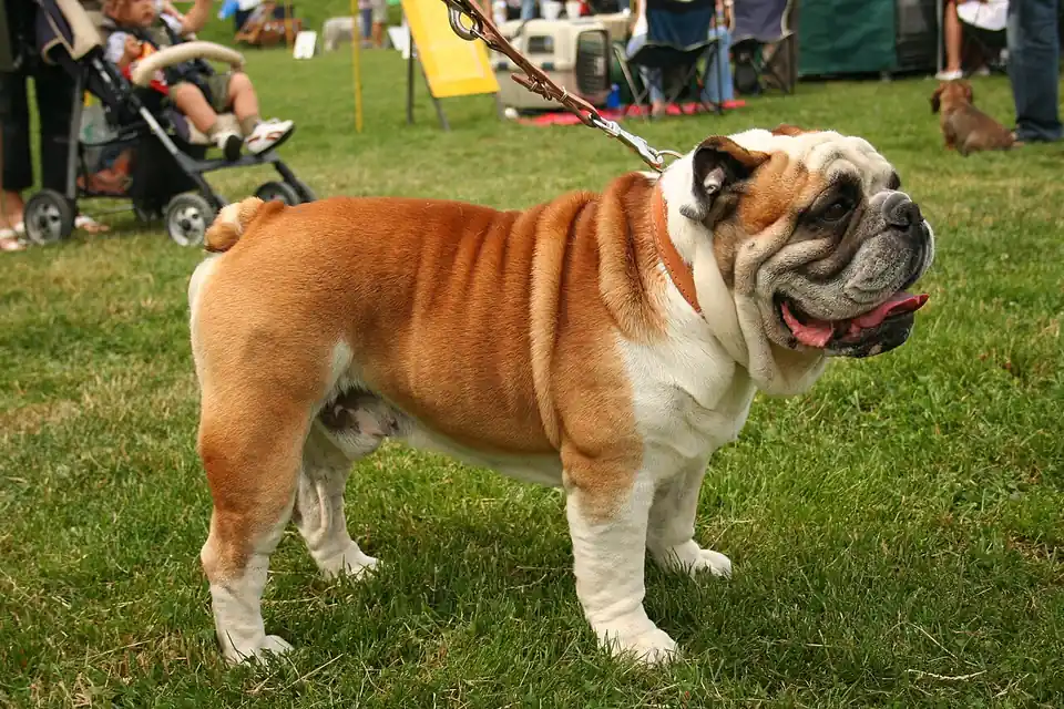 Adult Bulldog standing on grass.