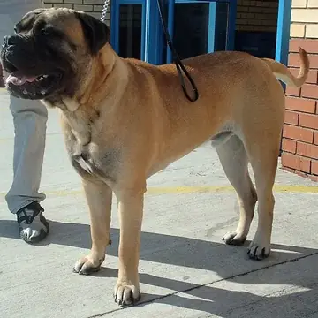 Adult Bullmastiff standing in profile on a light floor.