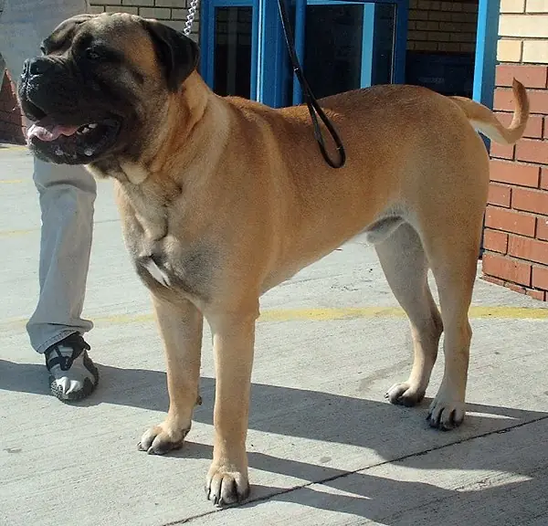 Adult Bullmastiff standing in profile on a light floor.