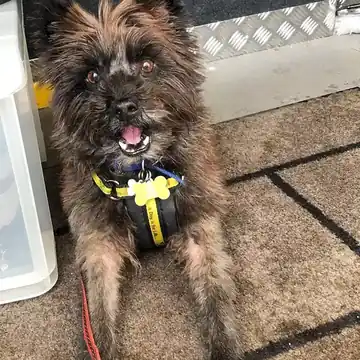 Adult Cairn Terrier standing on grass.