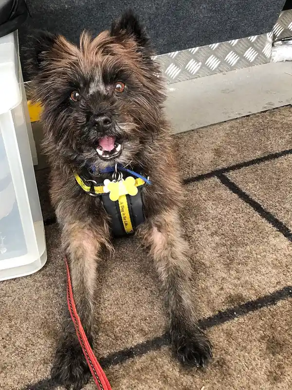 Adult Cairn Terrier standing on grass.