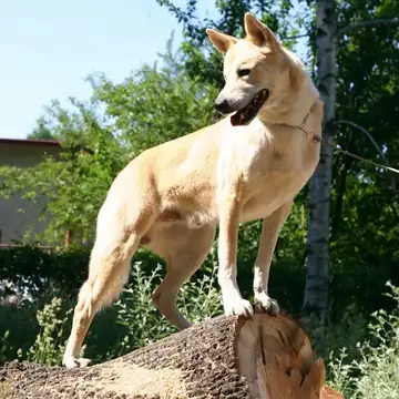 Adult Canaan Dog standing on a paved path.