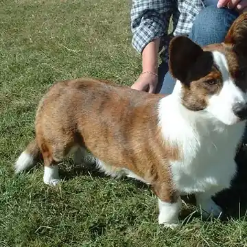 Adult Cardigan Welsh Corgi standing on a wood floor.