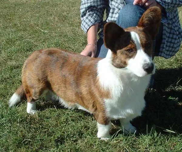 Adult Cardigan Welsh Corgi standing on a wood floor.